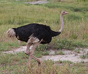 Common ostrich (struthio camelus),  Tarangire N.P